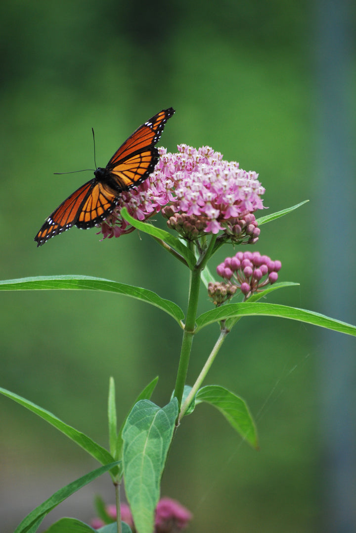 Asclepias incarnata (Swamp Milkweed)