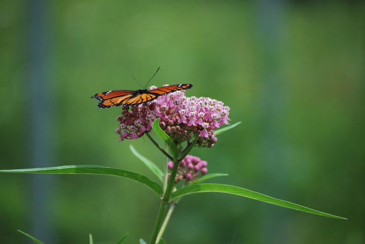 Asclepias incarnata (Swamp Milkweed)