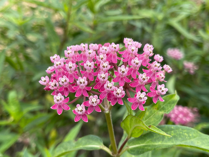 Asclepias incarnata 'Soulmate'(Swamp Milkweed)