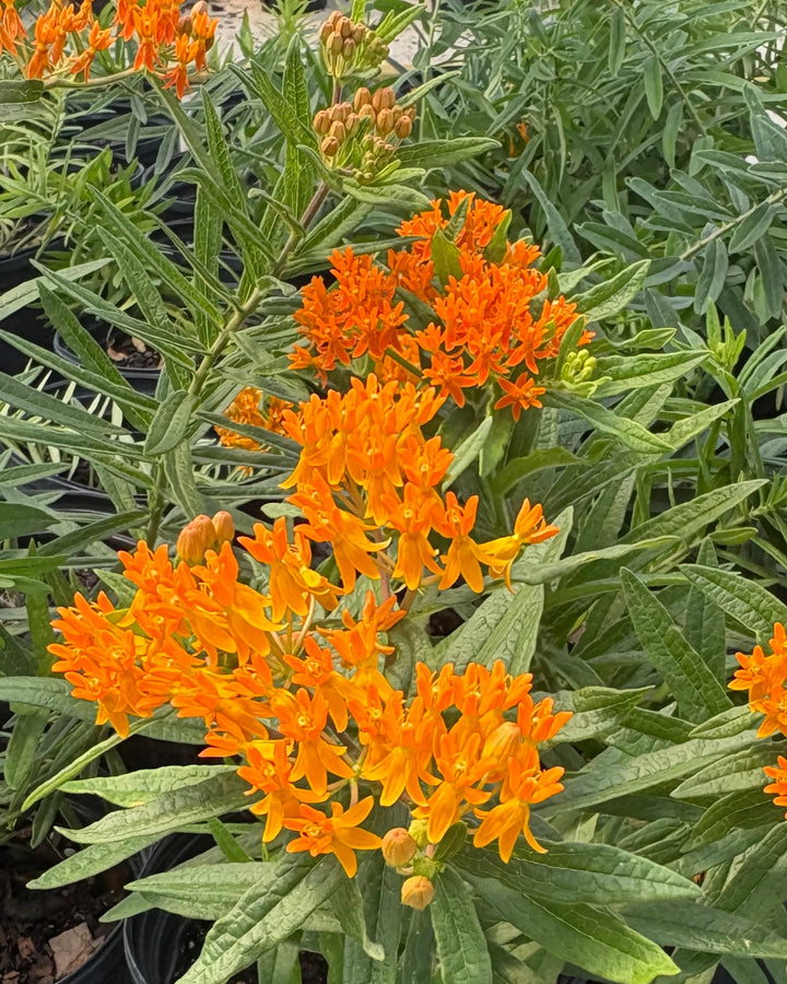 Asclepias tuberosa (Butterfly Weed)