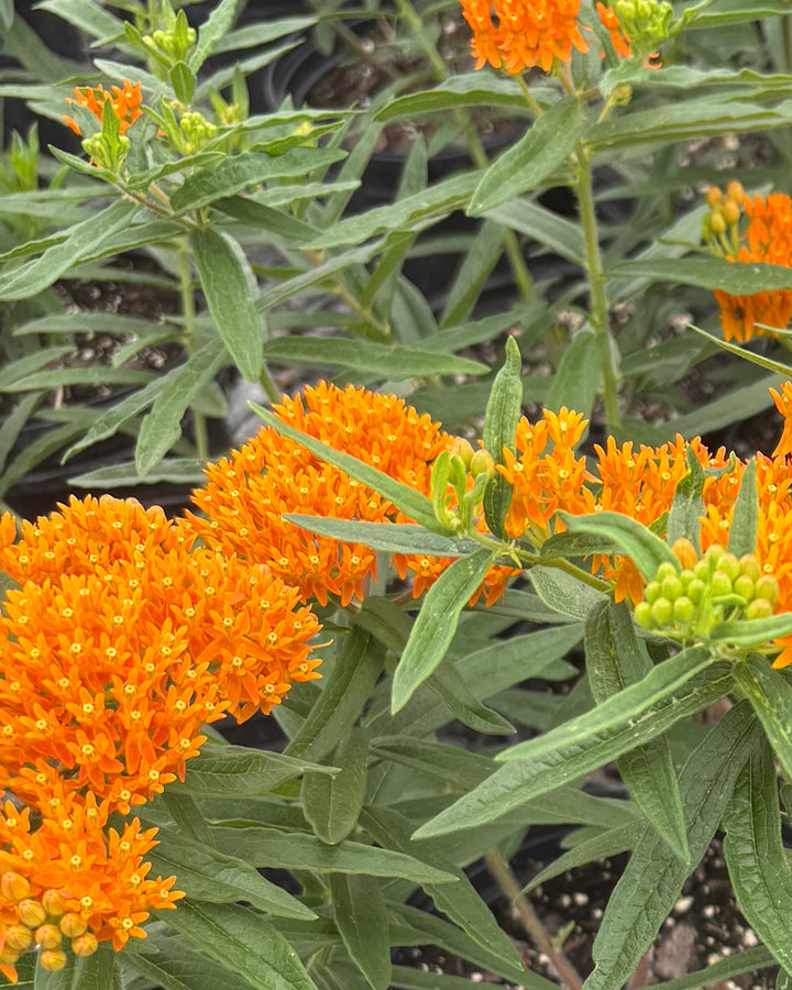Asclepias tuberosa (Butterfly Weed)