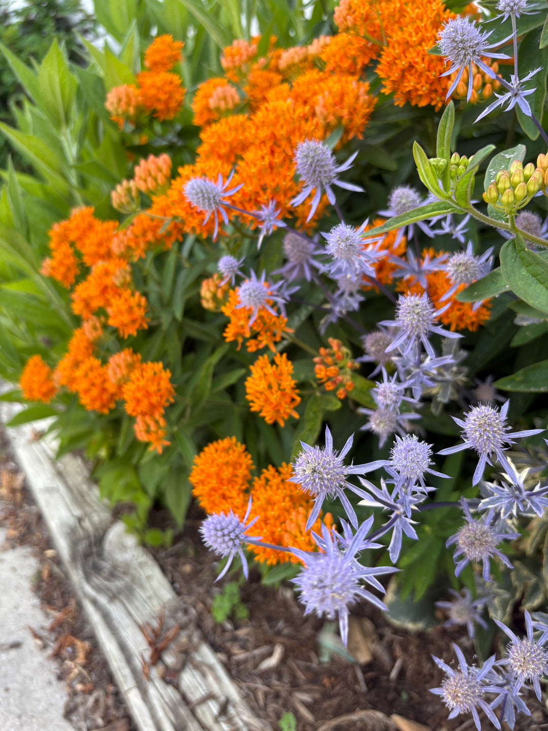 Asclepias tuberosa (Butterfly Weed)