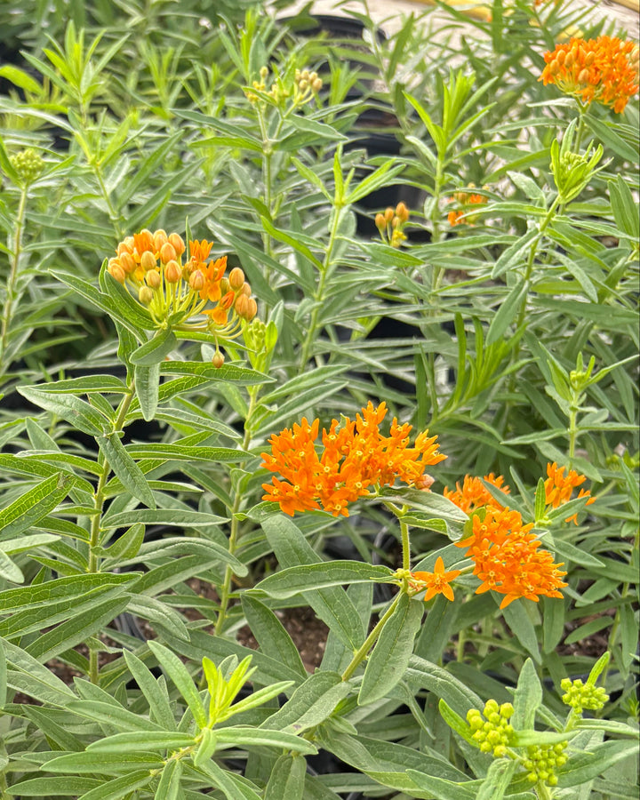 Asclepias tuberosa (Butterfly Weed)