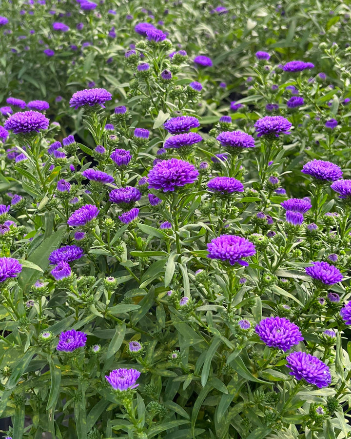Aster Showmakers® 'Blue Bayou' (New York Aster)