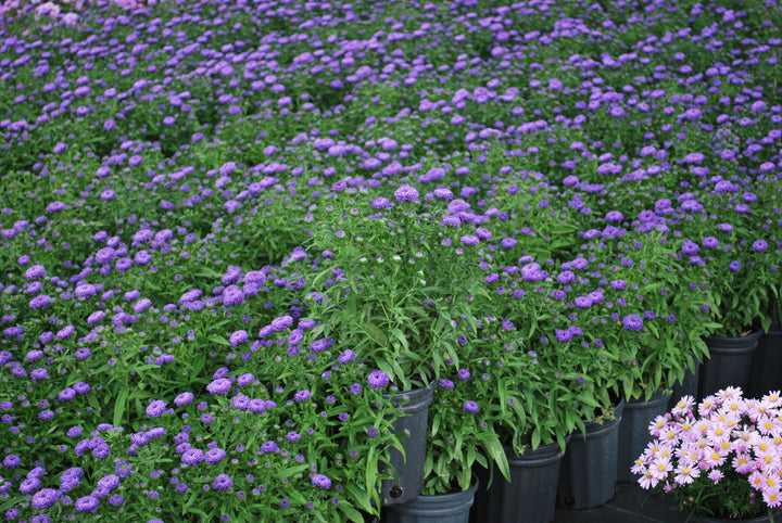 Aster Showmakers® 'Blue Bayou' (New York Aster)