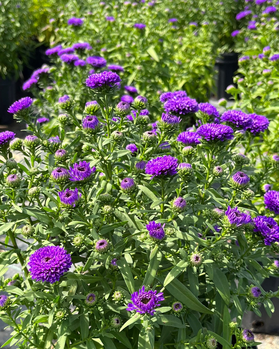 Aster Showmakers® 'Blue Bayou' (New York Aster)
