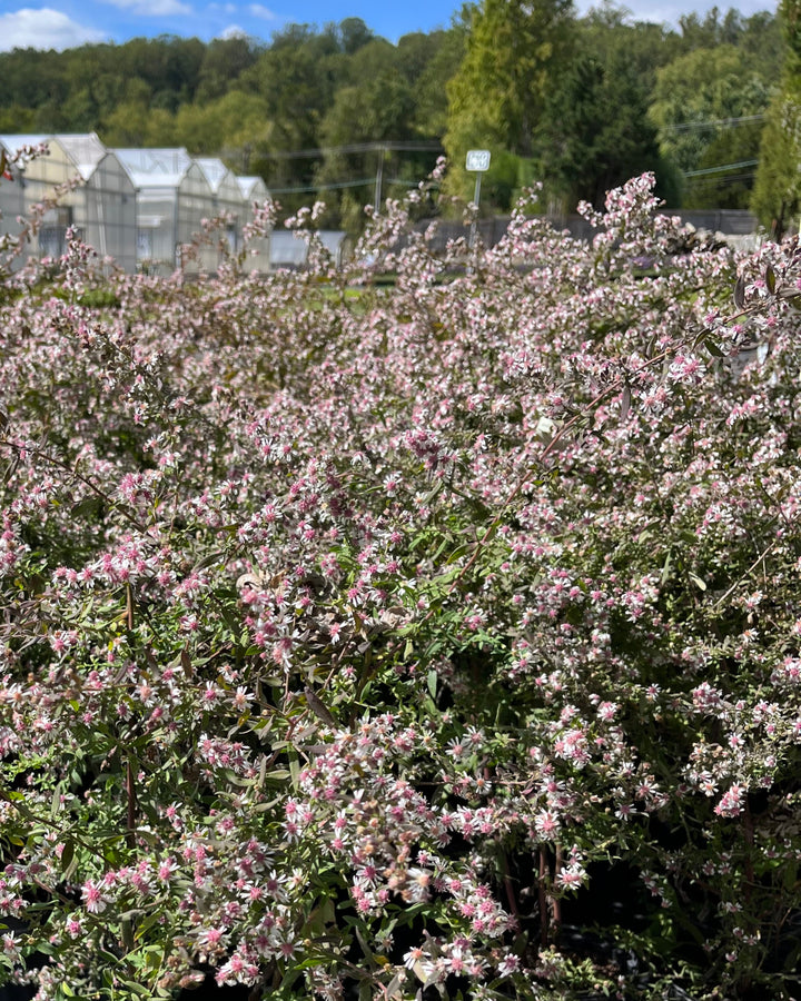 Aster lateriflorus 'Lady in Black' (Calico Aster)