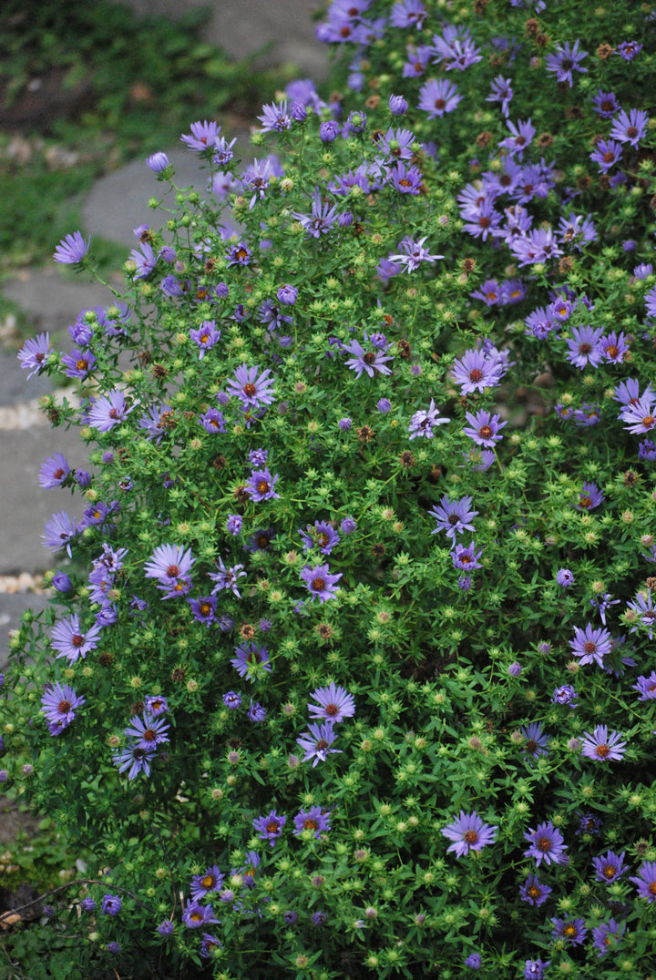 Aster oblongifolius 'October Skies' (Aromatic Aster)