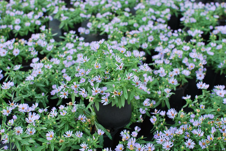 Aster oblongifolius 'October Skies' (Aromatic Aster)