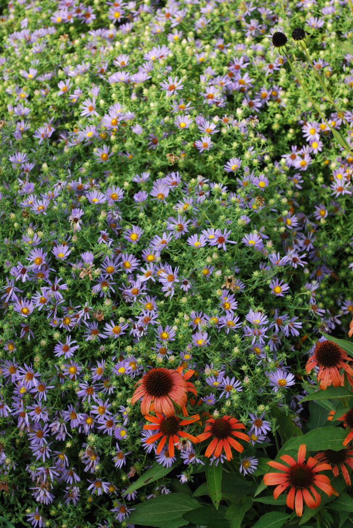 Aster oblongifolius 'October Skies' (Aromatic Aster)