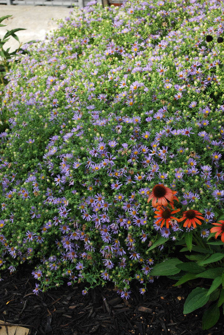 Aster oblongifolius 'October Skies' (Aromatic Aster)