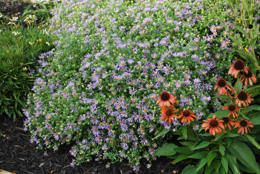 Aster oblongifolius 'October Skies' (Aromatic Aster)