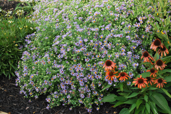 Aster oblongifolius 'October Skies' (Aromatic Aster)