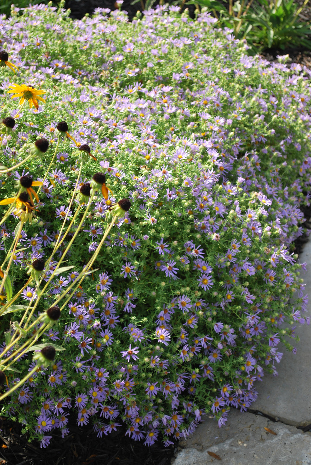 Aster oblongifolius 'October Skies' (Aromatic Aster)
