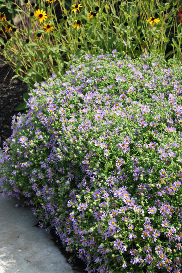 Aster oblongifolius 'October Skies' (Aromatic Aster)