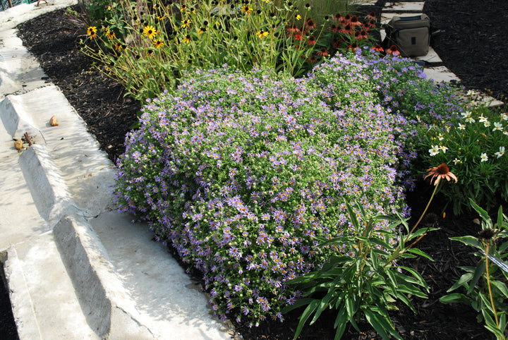 Aster oblongifolius 'October Skies' (Aromatic Aster)