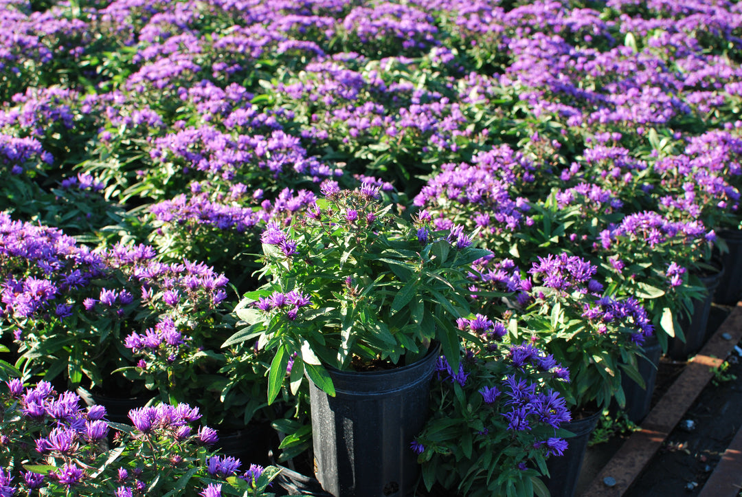 Aster novae-angliae 'Purple Dome' (New England Aster)