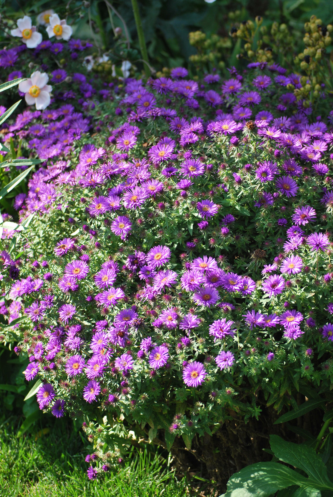 Aster novae-angliae 'Purple Dome' (New England Aster)