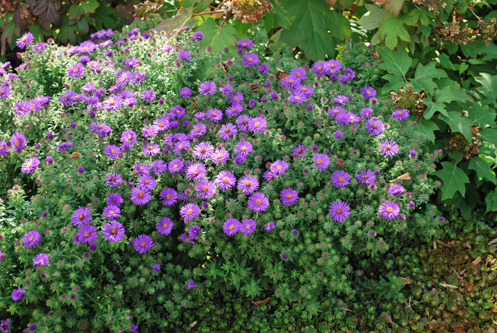 Aster novae-angliae 'Purple Dome' (New England Aster)