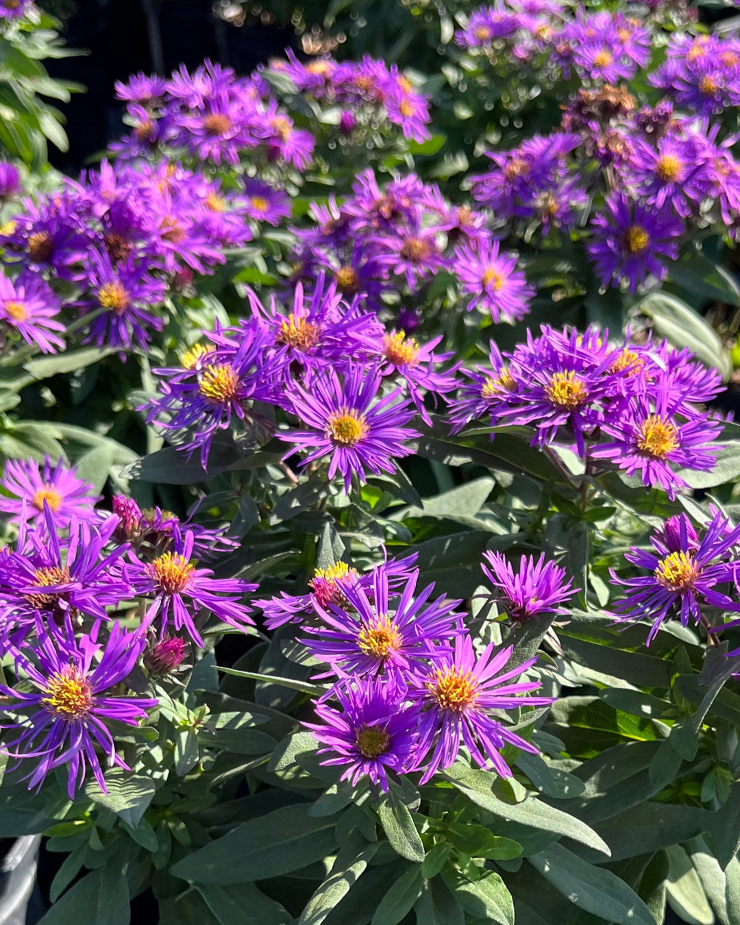 Aster novae-angliae 'Purple Dome' (New England Aster)