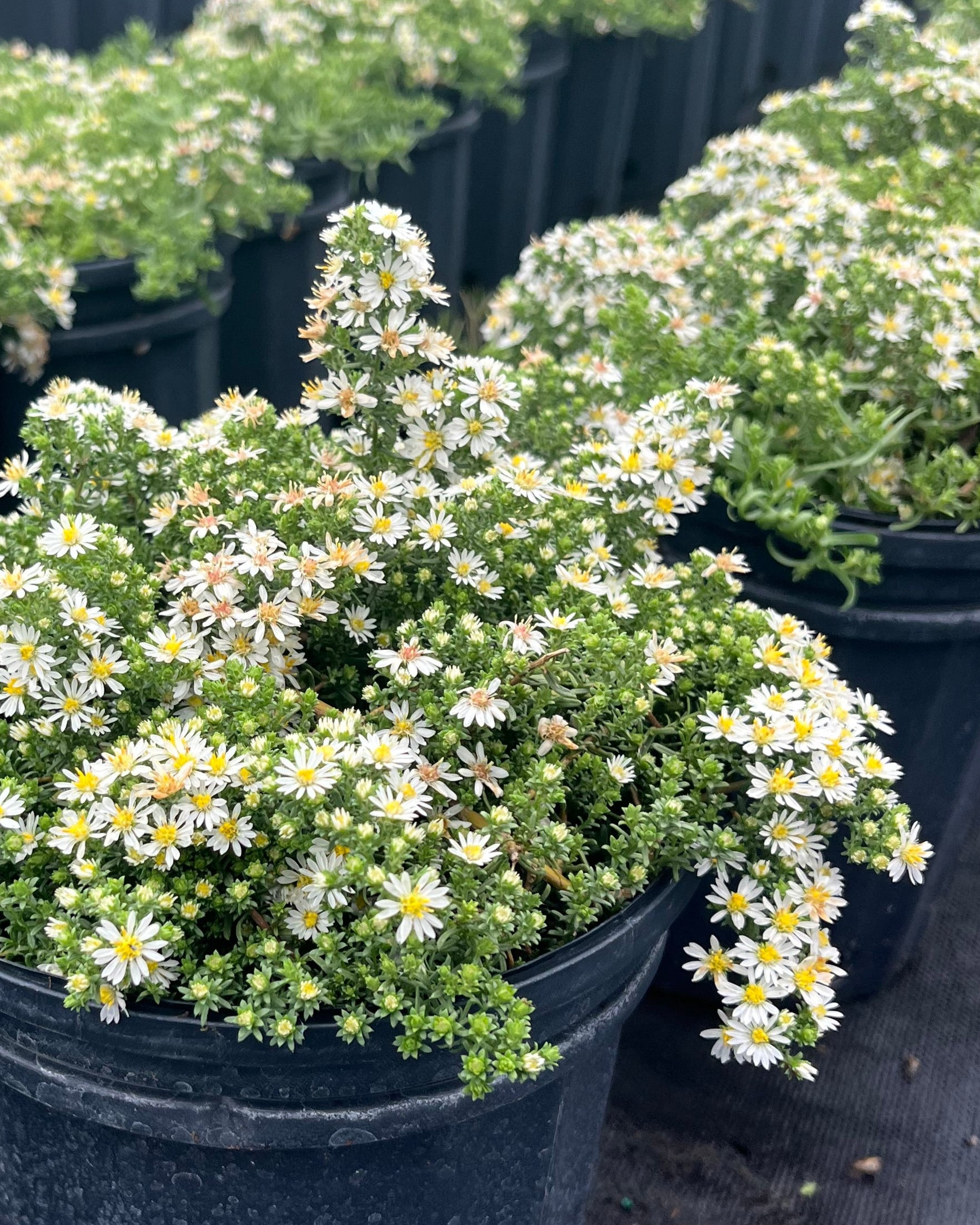 Aster ericoides 'Snow Flurry' (White Heath Aster) – Perennial Farm
