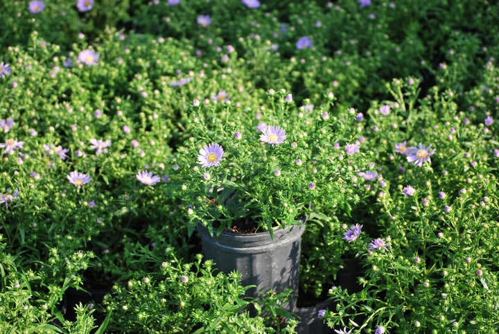 Aster dumosus 'Wood's Blue' (Blue Wood Aster)