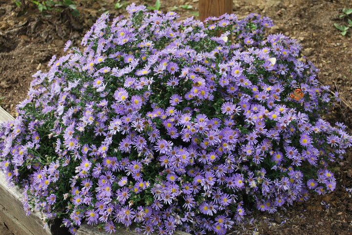 Aster dumosus 'Wood's Blue' (Blue Wood Aster)
