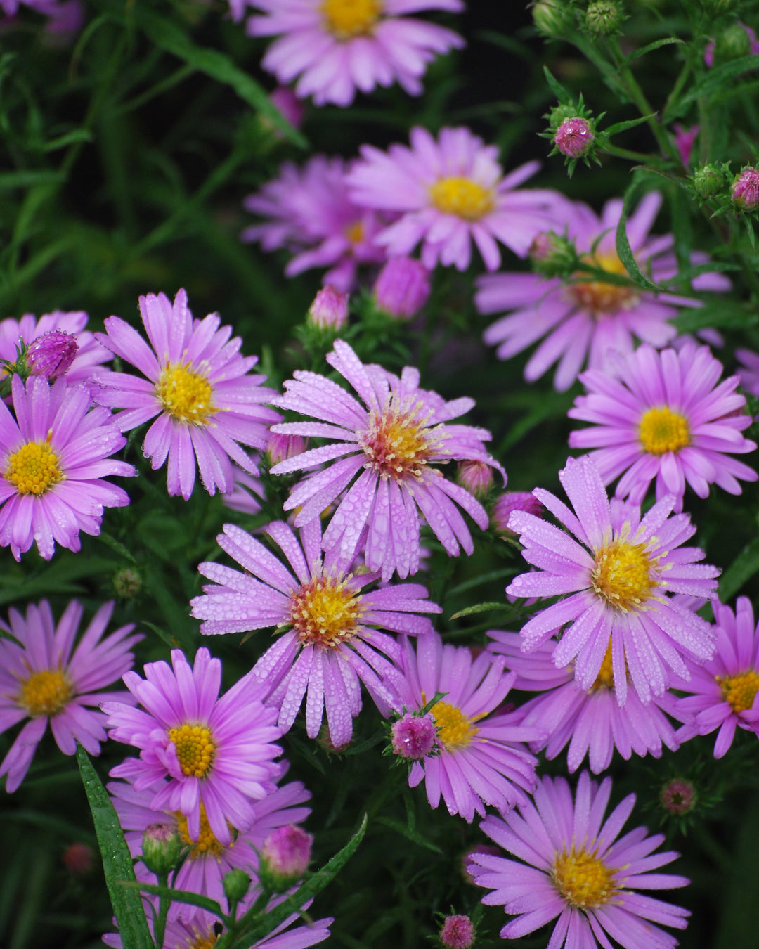 Aster dumosus 'Wood's Pink' (Pink Wood Aster)