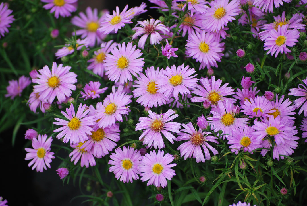 Aster dumosus 'Wood's Pink' (Pink Wood Aster)