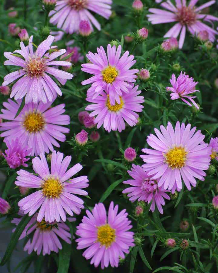 Aster dumosus 'Wood's Pink' (Pink Wood Aster)