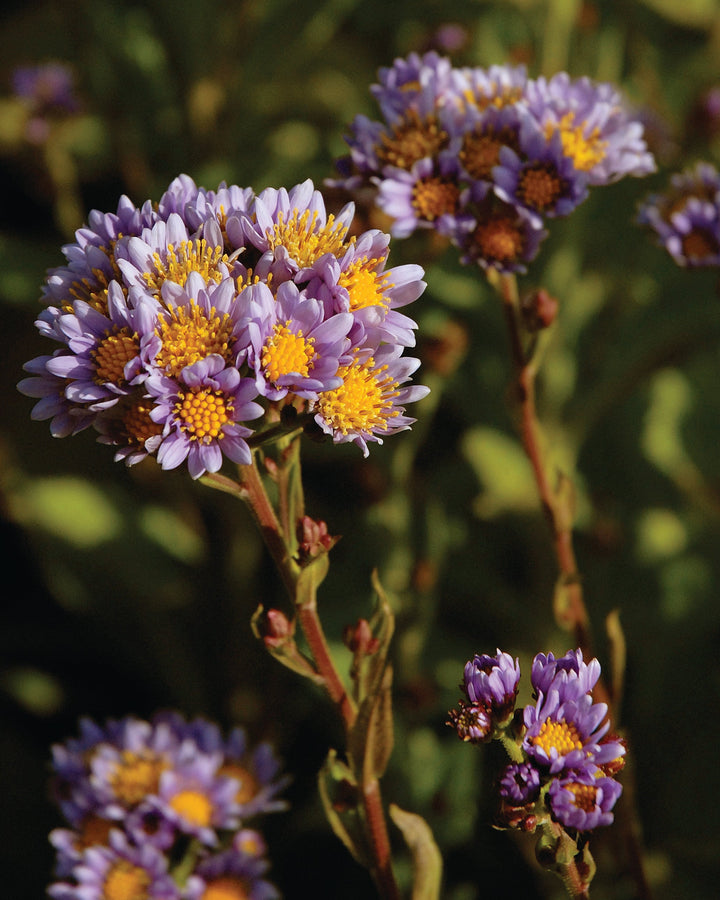 Aster t. 'Jindai' (Tatarian Aster)