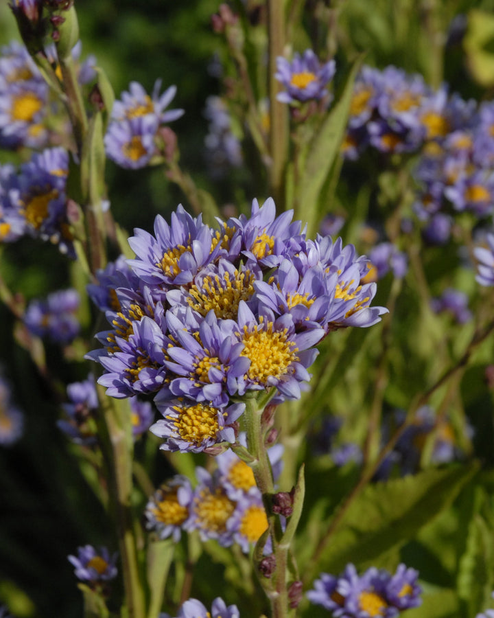 Aster t. 'Jindai' (Tatarian Aster)