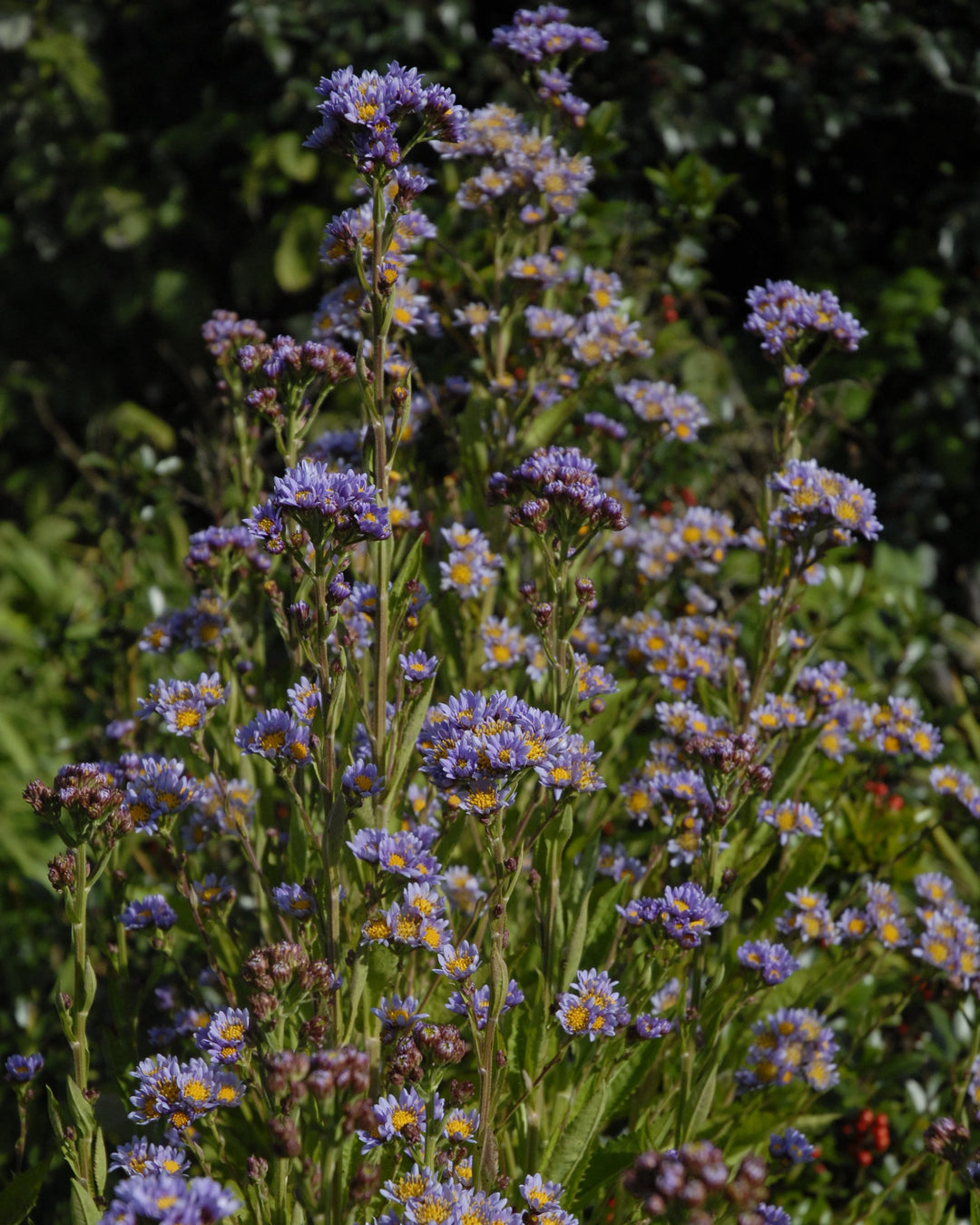 Aster t. 'Jindai' (Tatarian Aster)