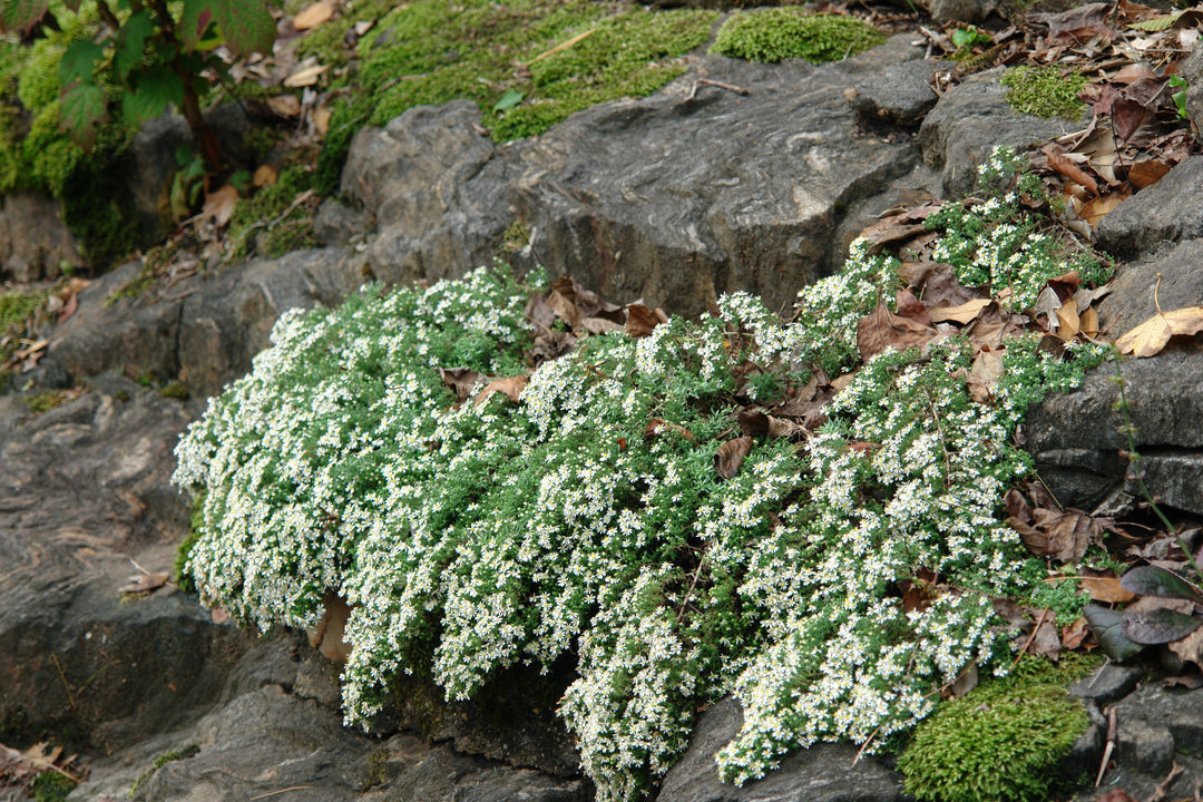 Aster ericoides 'Snow Flurry' (White Heath Aster)