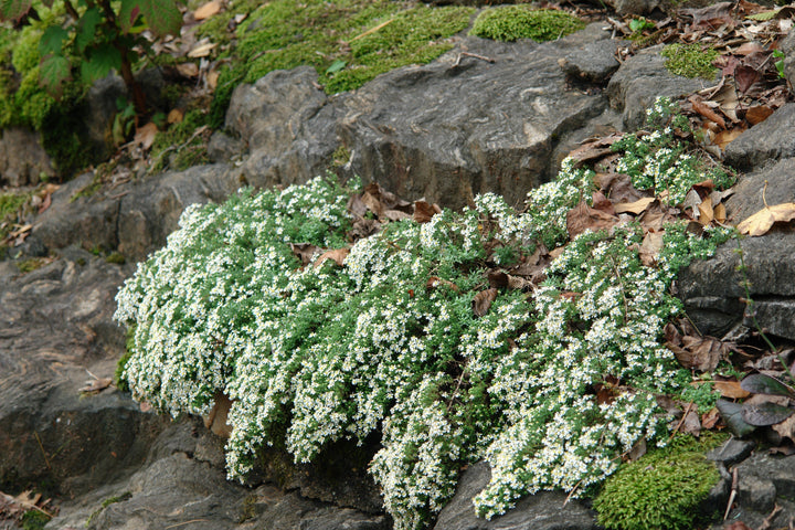 Aster ericoides 'Snow Flurry' (White Heath Aster)
