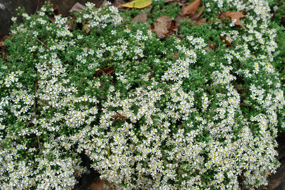 Aster ericoides 'Snow Flurry' (White Heath Aster)