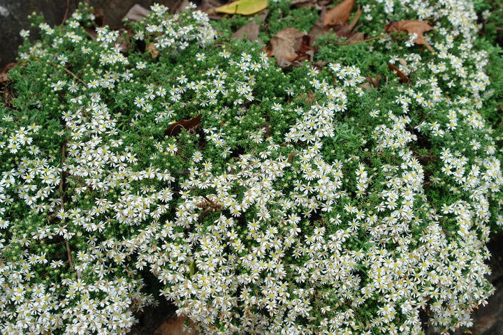 Aster ericoides 'Snow Flurry' (White Heath Aster)