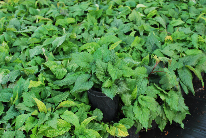 Aster divaricatus (White Wood Aster)