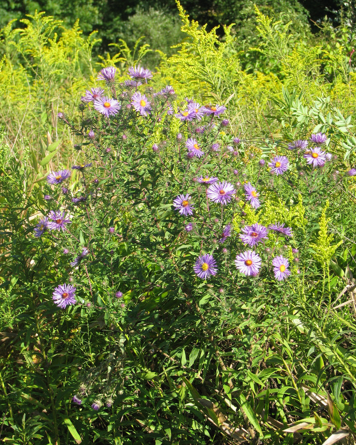 Aster novae-angliae syn. Symphyotrichum novae-angliae (New England Aster)