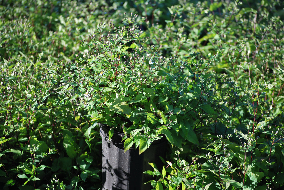 Aster divaricatus (White Wood Aster)