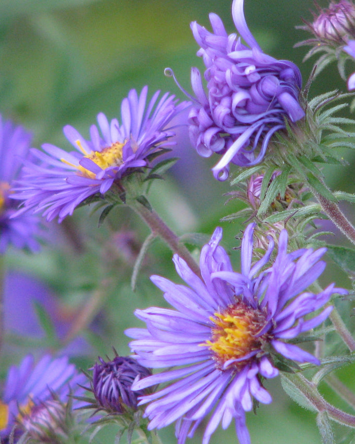 Aster novae-angliae syn. Symphyotrichum novae-angliae (New England Aster)
