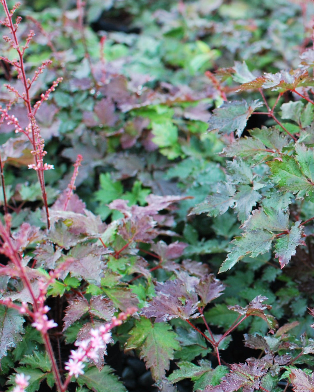 Astilbe x 'Delft Lace' (False Spirea)