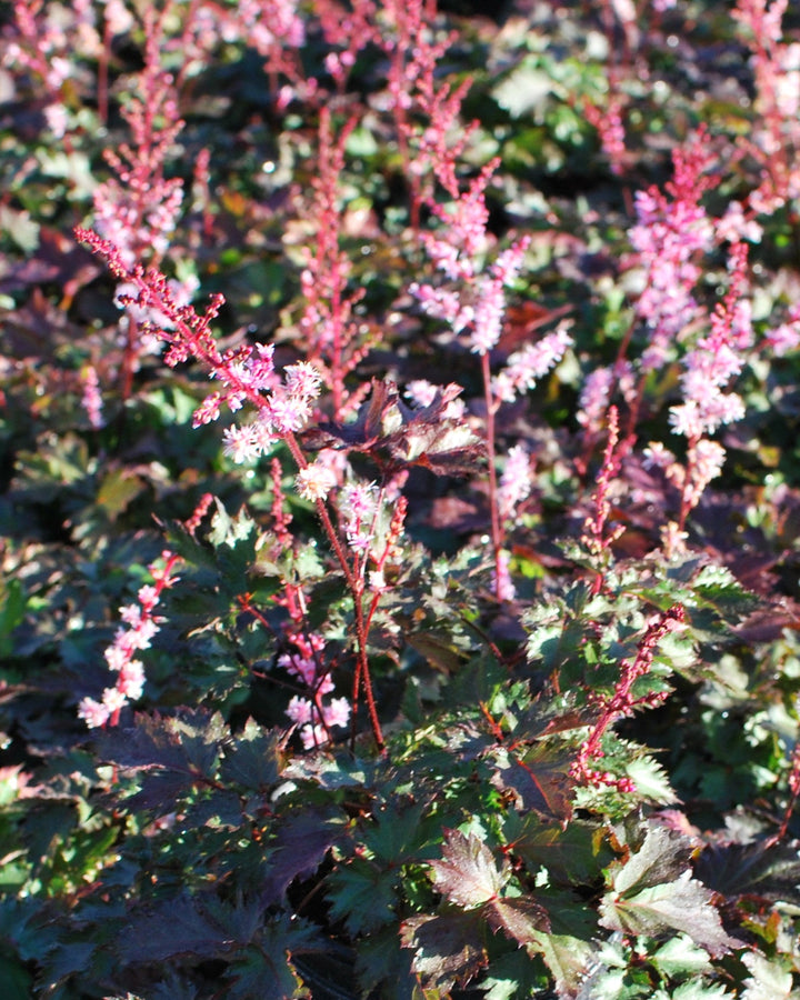 Astilbe x 'Delft Lace' (False Spirea)
