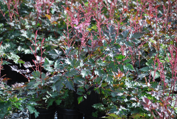 Astilbe x 'Delft Lace' (False Spirea)