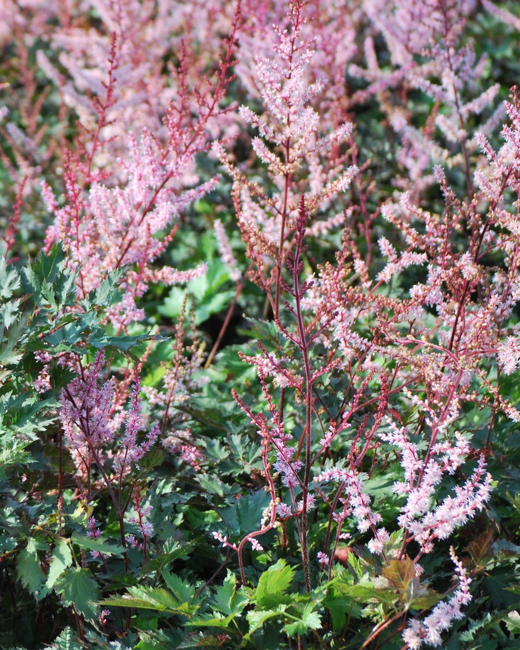 Astilbe x 'Delft Lace' (False Spirea) – Perennial Farm Marketplace