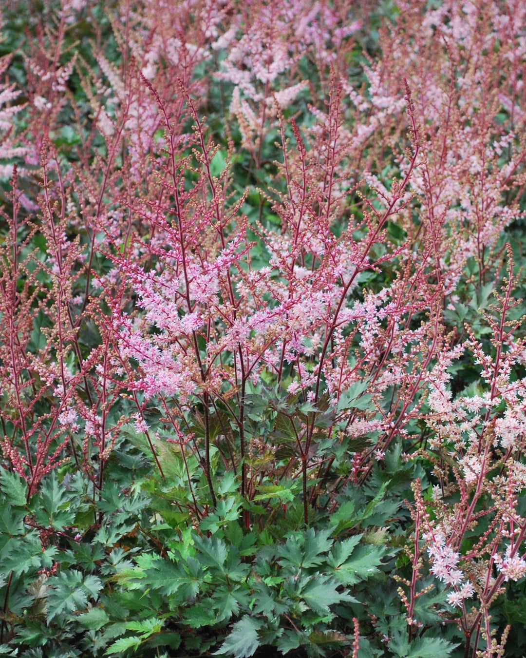 Astilbe x 'Delft Lace' (False Spirea)
