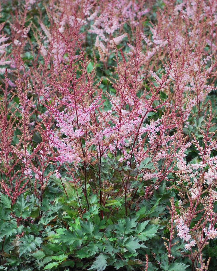 Astilbe x 'Delft Lace' (False Spirea)