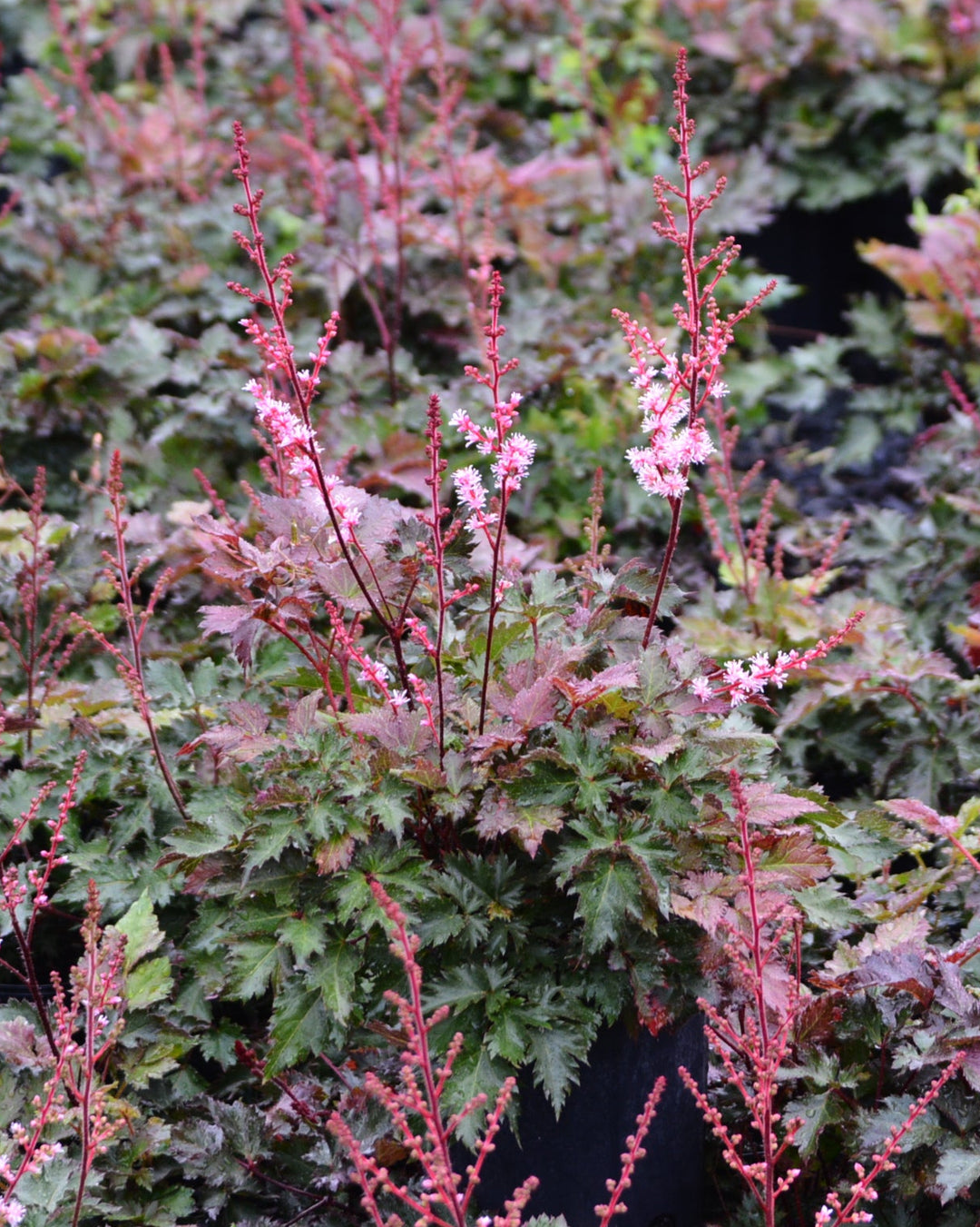 Astilbe x 'Delft Lace' (False Spirea)