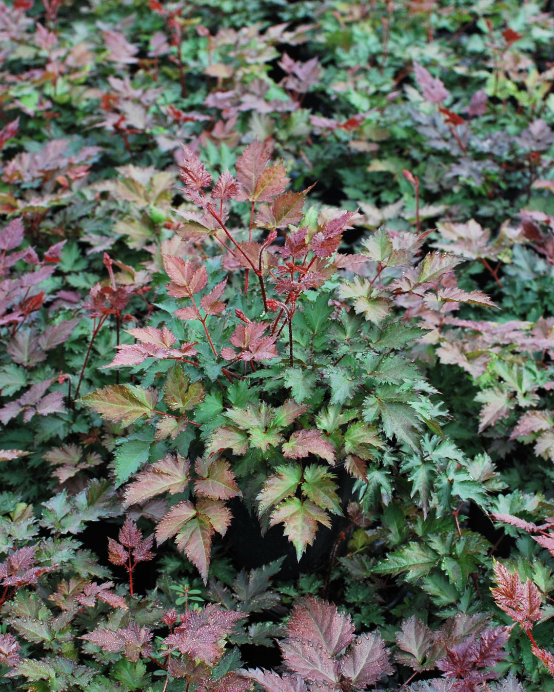 Astilbe x 'Delft Lace' (False Spirea)