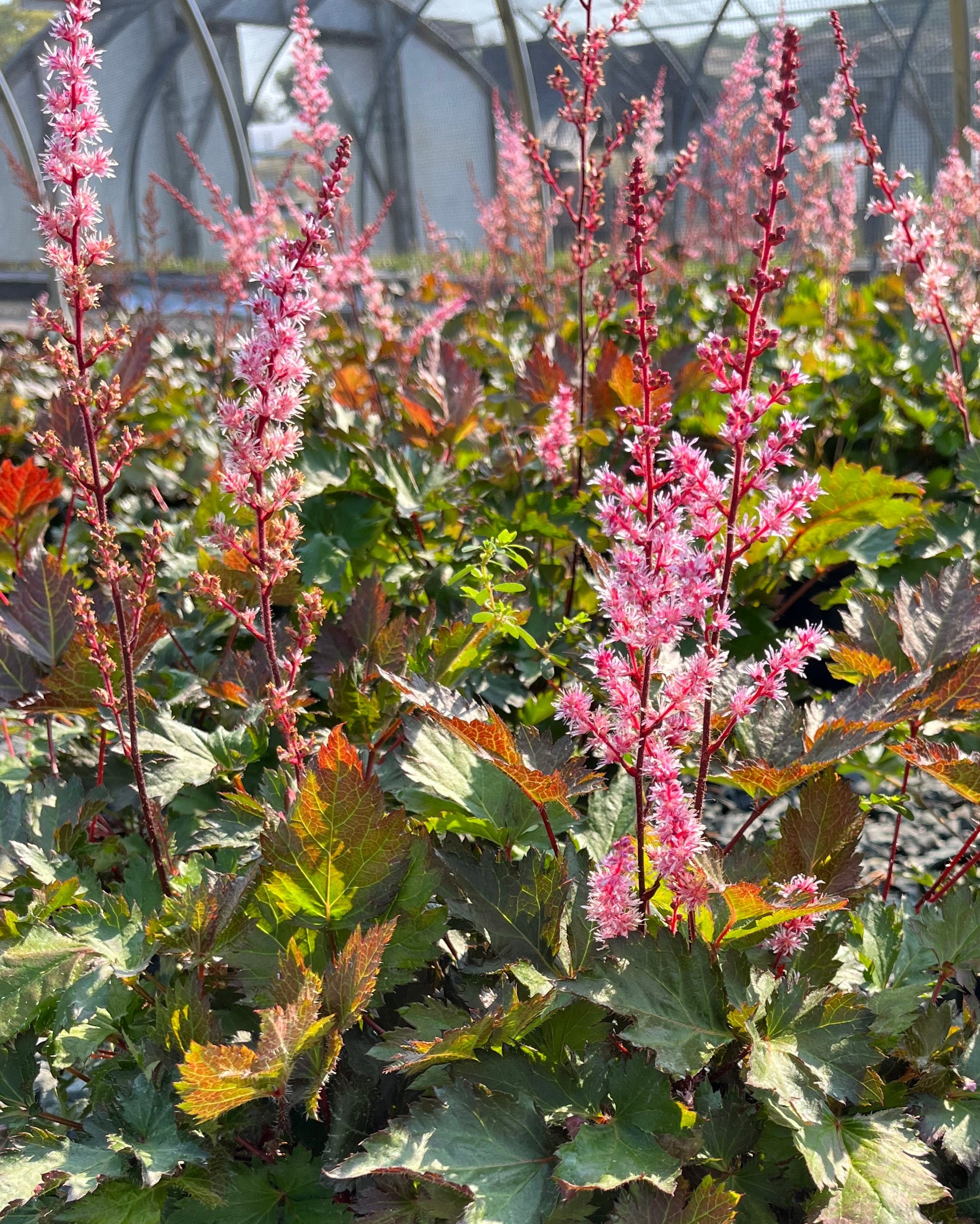 botanical☆ Astilbe 'Delft Lace' | False Spirea 'Delft Lace' | {1-Gallon